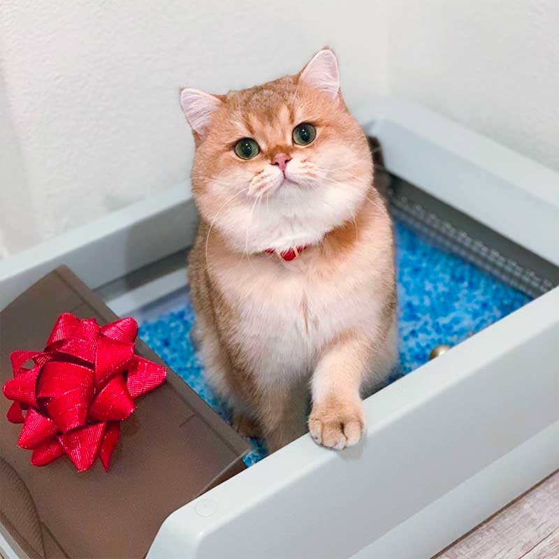 cat litter box training