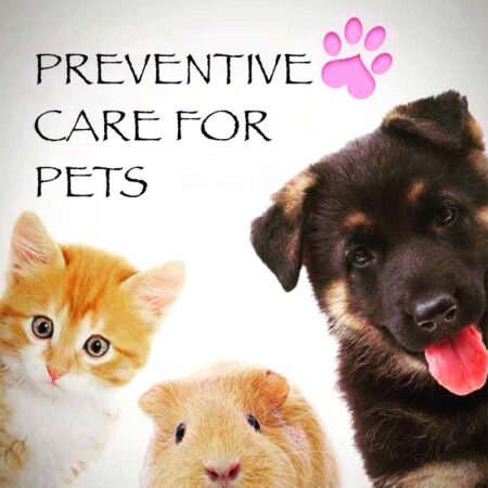 Preventive Care For Pets