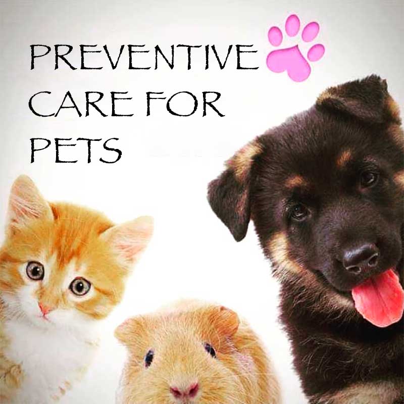 Preventive Care For Pets