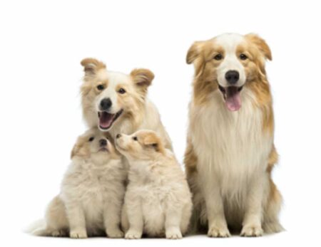 Consider Before Giving CBD Oil To Dogs