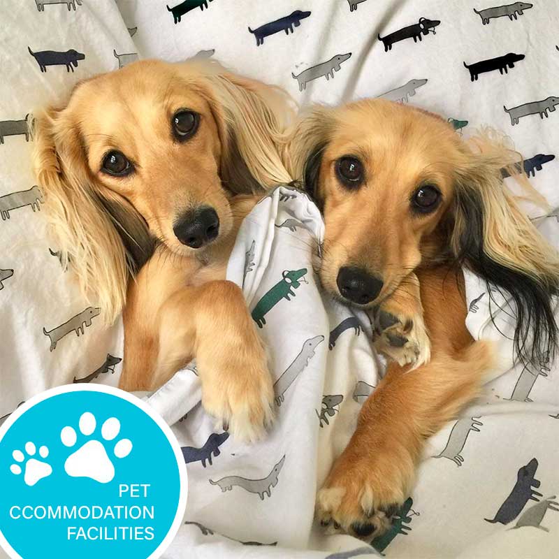 Essential Things You Need to Know About Pet Accommodation Facilities