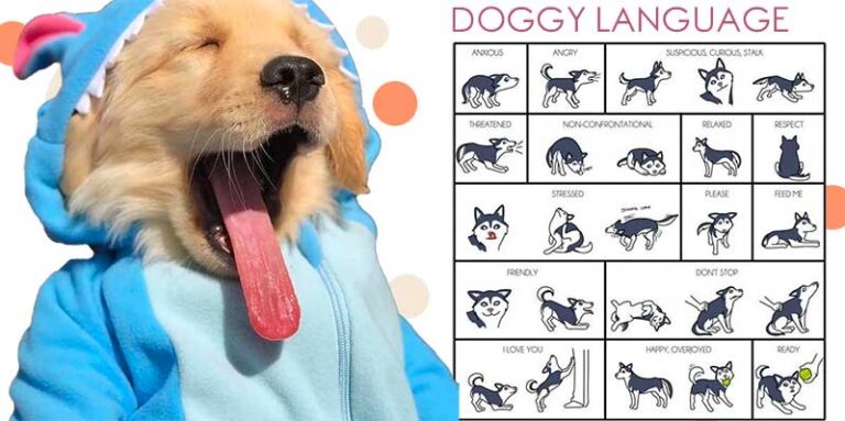 Puppy Training Tips For Your Furry Friend