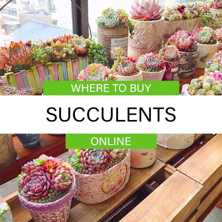 Best Places To Buy Succulents Online | Tips for Buying Succulents Where To Buy Succulents Online