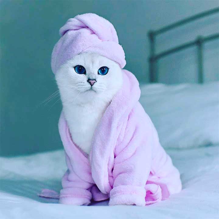 10 Cats Who Wear Human Clothes Better Than You