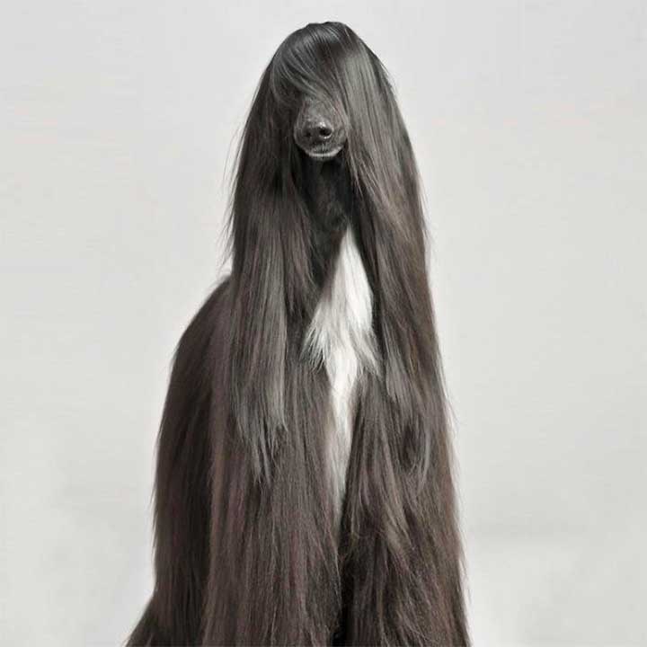 15 Dogs With Better Hairstyles Than You