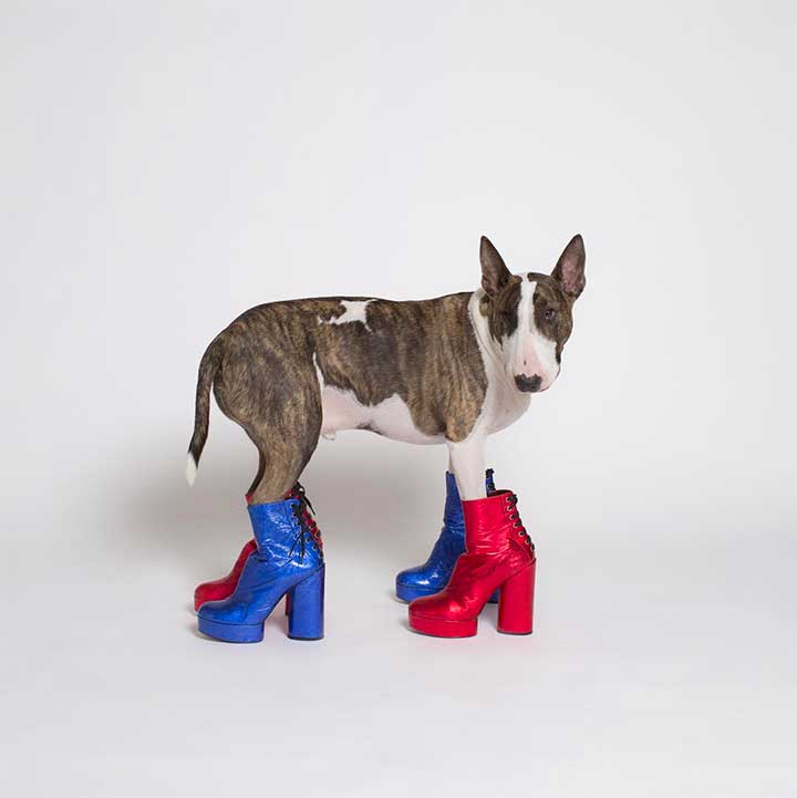 Here Are the Most Fashionable Dogs on Instagram, in Honor of National Puppy Day