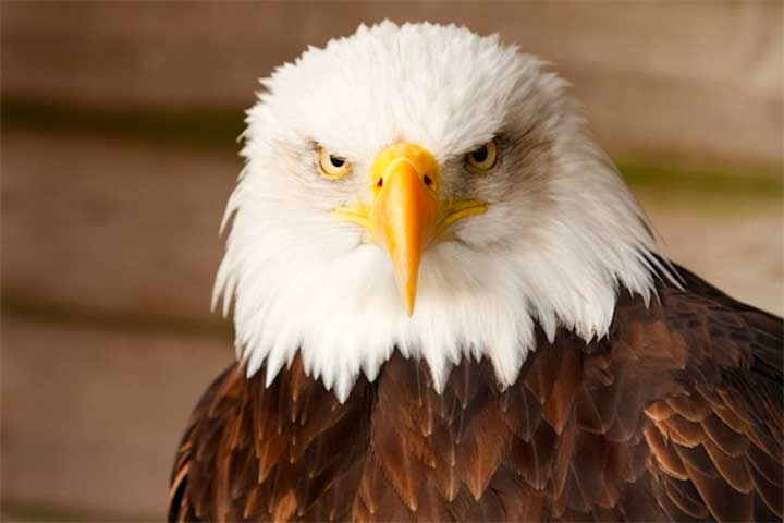 14 Political Tattoos To Celebrate Election Day: bald eagle
