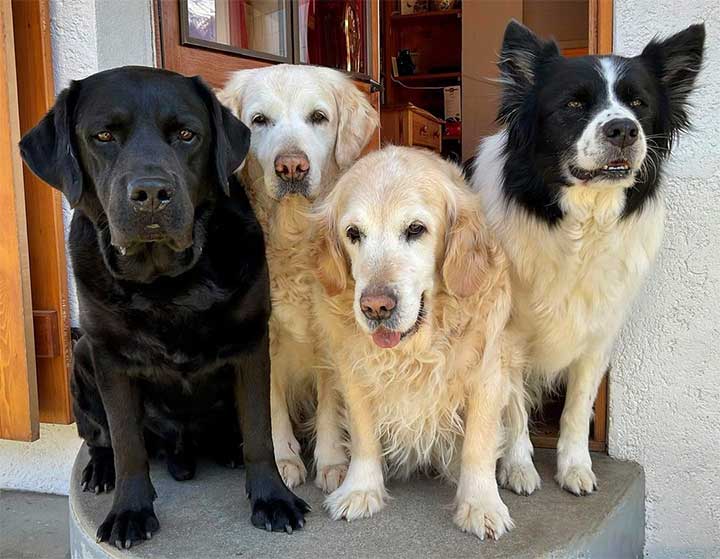 7 Things You Should Know Before Adopting a Dog