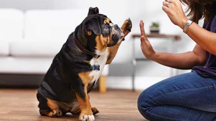 Common Reasons To Opt For Behavioural Dog Training