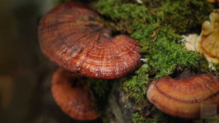 4 Awesome Reasons To Add Reishi Mushrooms To Your Diet