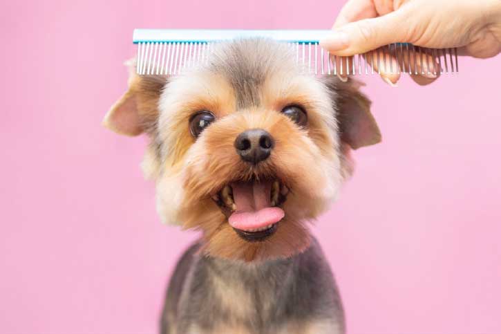 8 Cute and Practical Accessories Every Dog Owner Needs