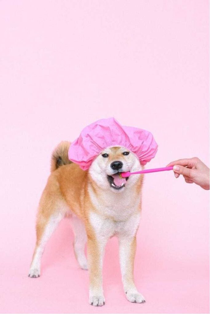 7 Positive Impact of Having a Dog in Your Life