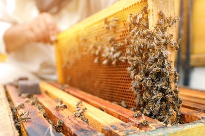 5 Buzzing Ways To Start Beekeeping for Bee-Ginners