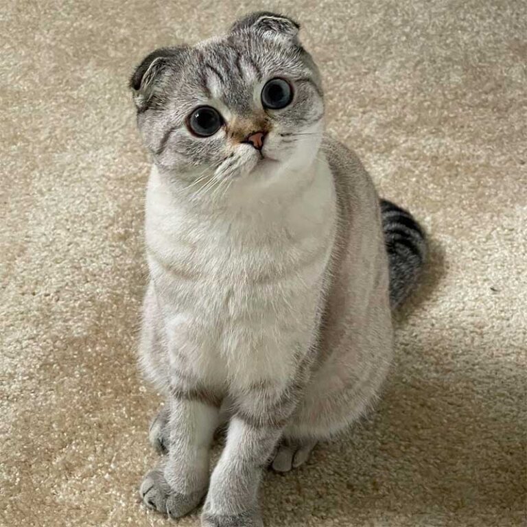 Do Scottish Folds get sick easily?