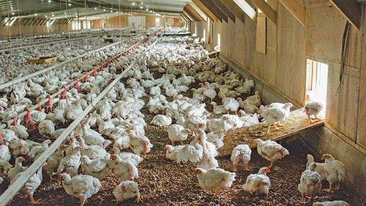 How to improve my Poultry business?