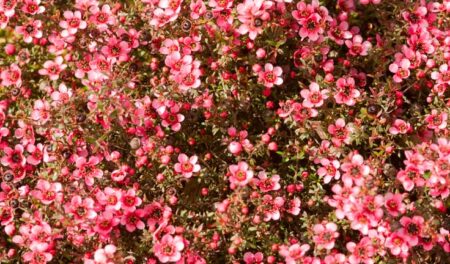 Found out the uses, benefits and where to buy Manuka Honey: its supposed to be healing, antioxidant, anti-bacterial and good for your skin, too. VIP love it: discover how to appreciate it at its most.