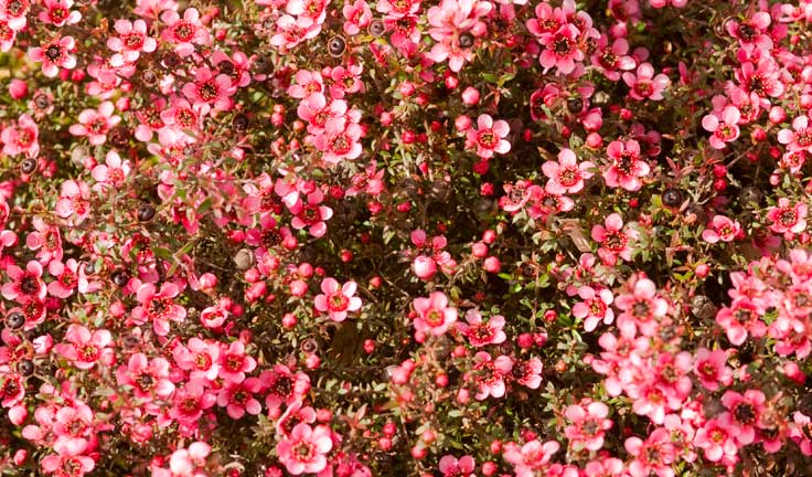 Found out the uses, benefits and where to buy Manuka Honey: its supposed to be healing, antioxidant, anti-bacterial and good for your skin, too. VIP love it: discover how to appreciate it at its most.