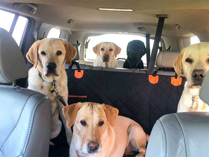 9 Life Hacks for Removing Dog Hair from Your Car