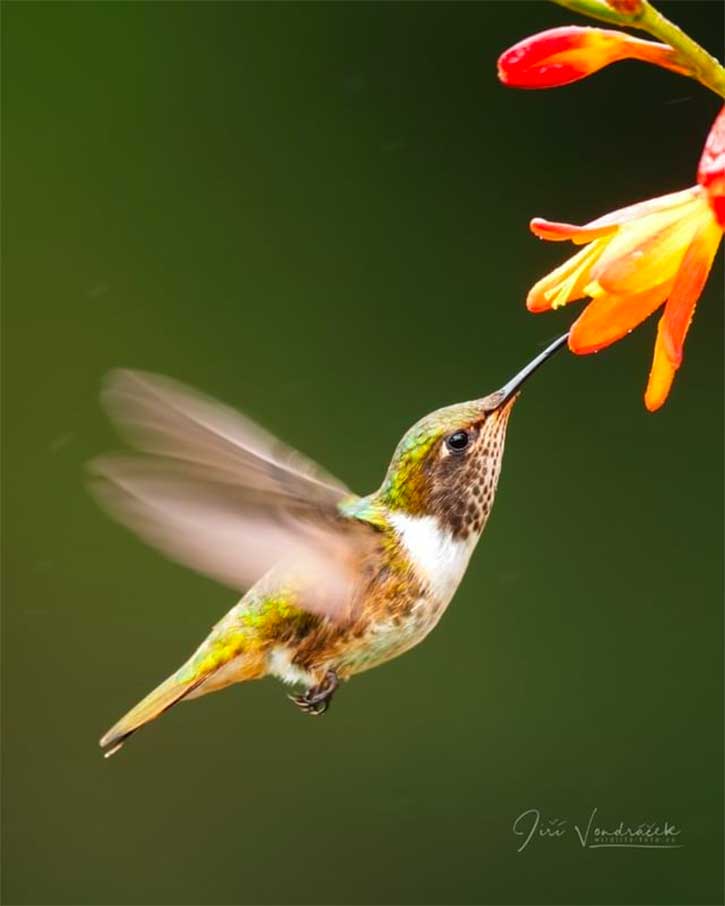 The Best Ways To Attract Hummingbirds