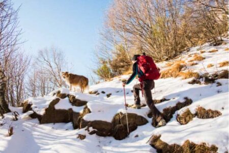 Tips for Winter Hiking with Your Dog