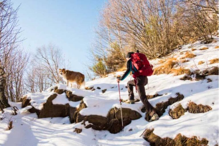 Tips for Winter Hiking with Your Dog