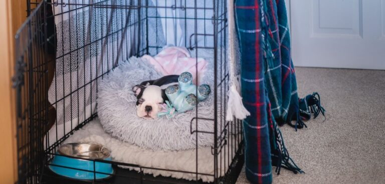 How To Make Crate Rest More Comfortable for Your Dog
