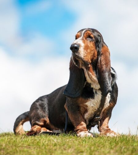 Care Tips for Keeping Your Basset Hound Healthy