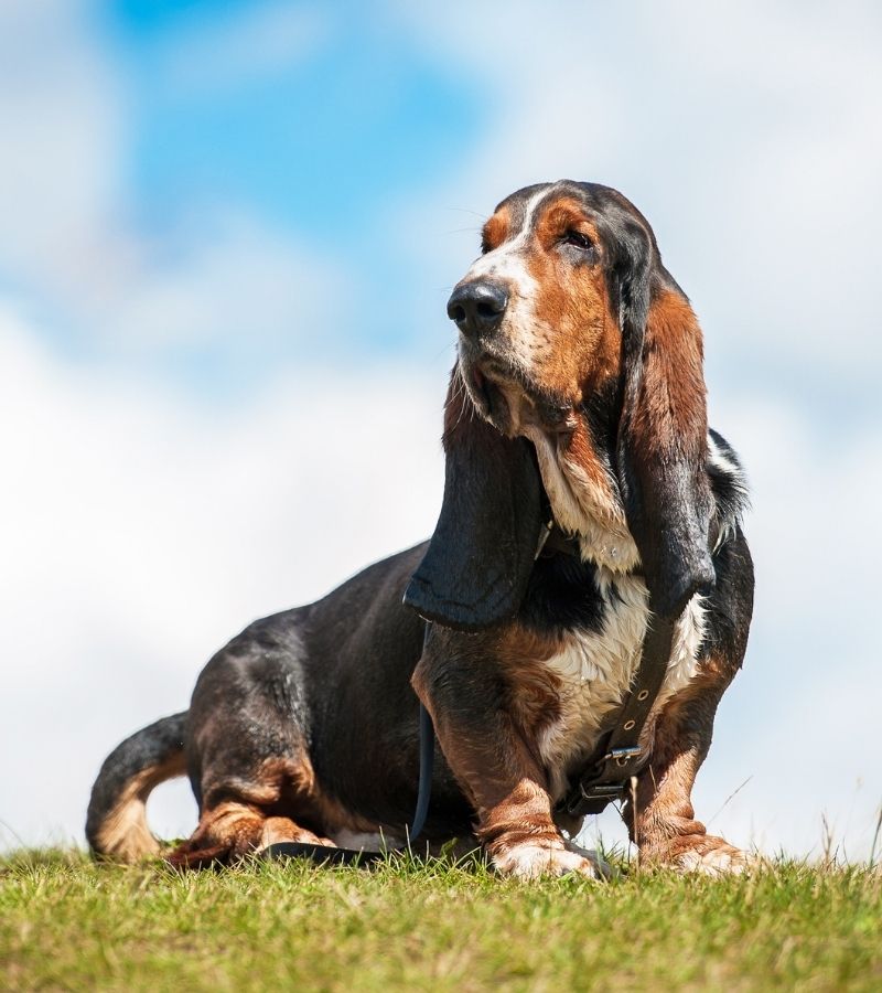 Care Tips for Keeping Your Basset Hound Healthy