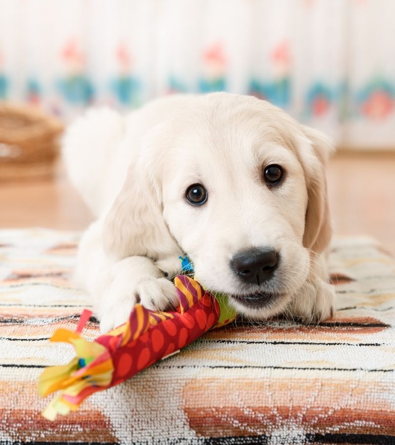 Tricks for Keeping Your New Dog Comfortable