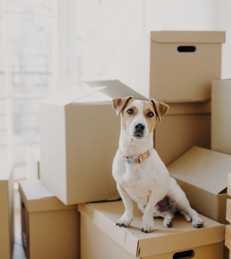 Major Moving Mistakes and How To Avoid Them Major Moving Mistakes and How To Avoid Them