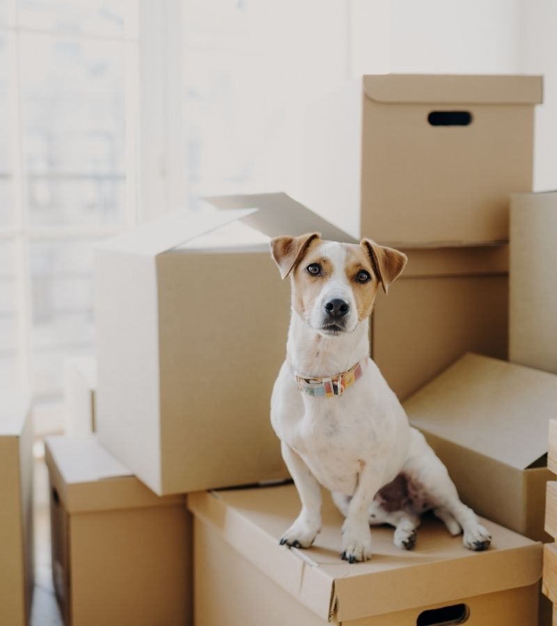Major Moving Mistakes and How To Avoid Them