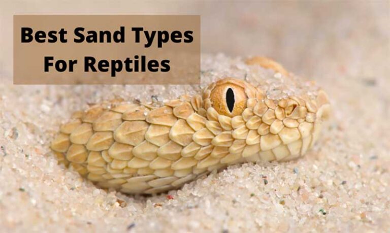 3 Best Sand Types for Reptiles