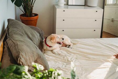 How To Prepare Your Home For Adopting A Dog