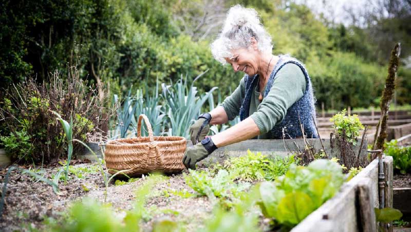 Ways to Raise Your Gardening Game