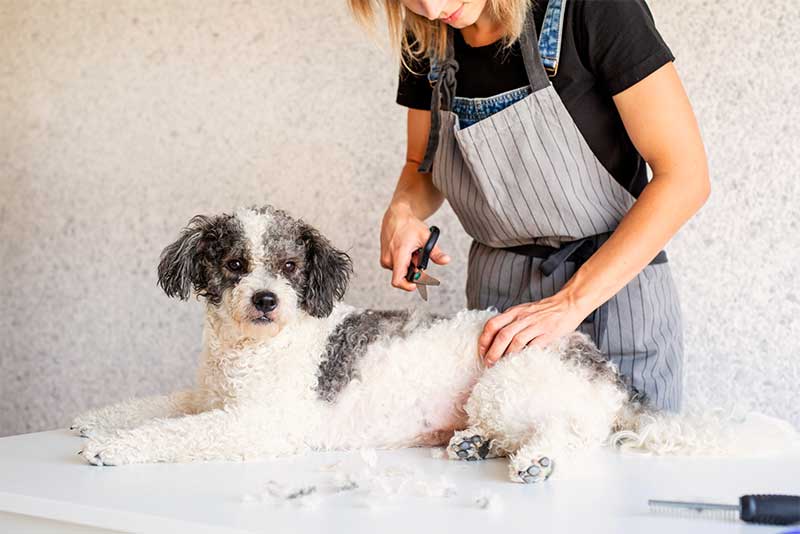 Tips For Grooming Your Dog At Home