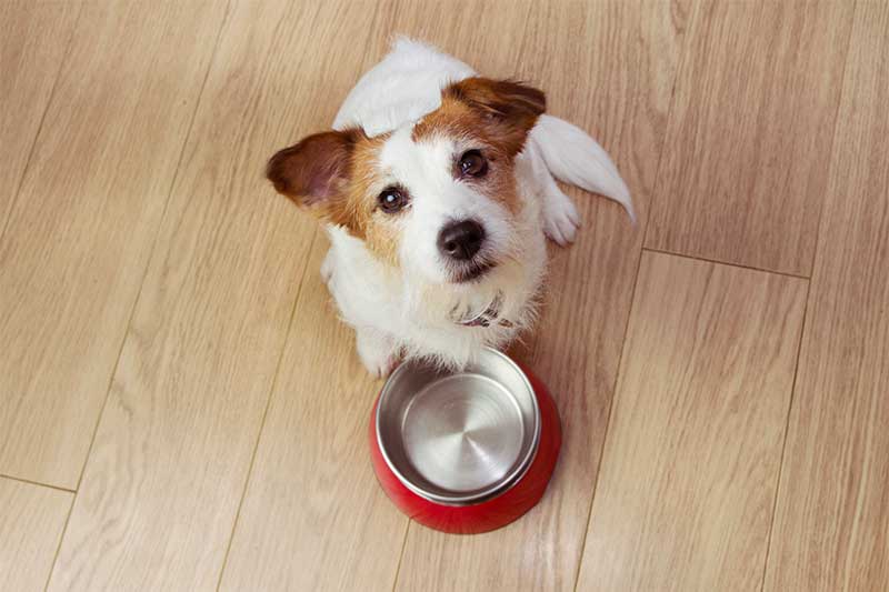 What's the Right Amount of Dog Food for My Dog?