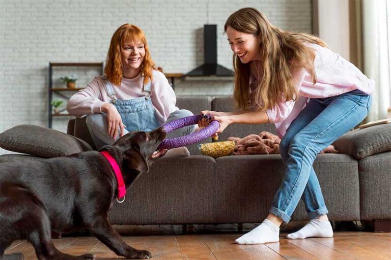 6 Must-Have Essentials For your Dog
