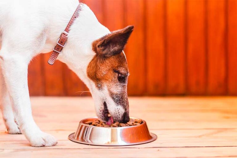 9 Reasons Why Fresh Dog Food is the Best for Your Pup