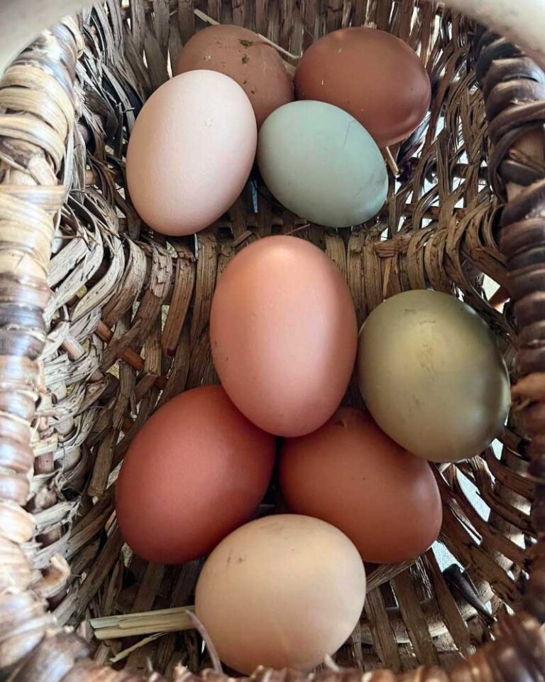 All You Need to Know About Eggs