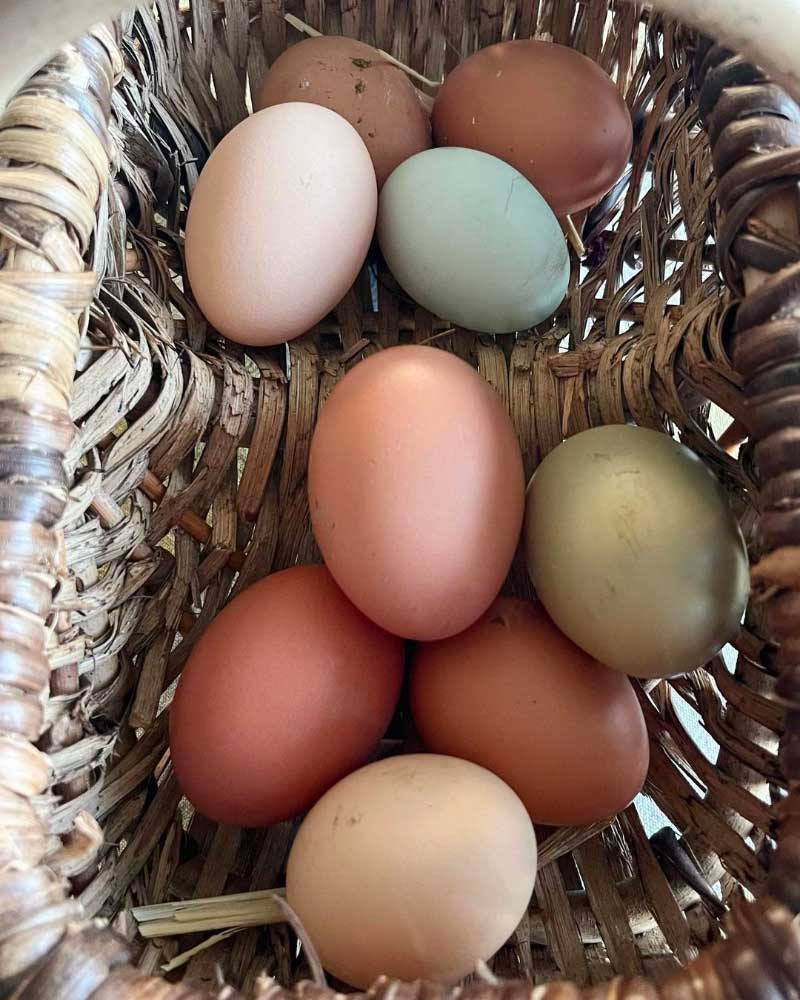 All You Need to Know About Eggs
