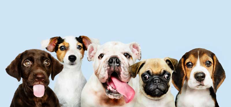 9 Cutest Designer Dog Breeds