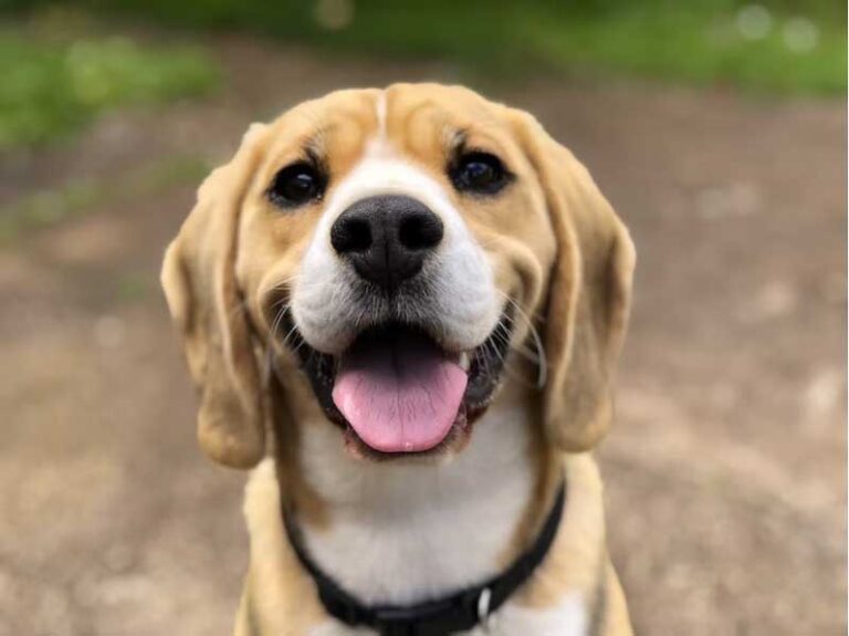 How Owning a Dog Can Lead to a Healthier Lifestyle
