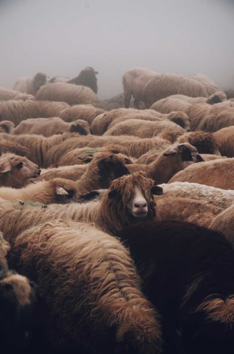 Why Soybean Meal Is Used in Animal Feed