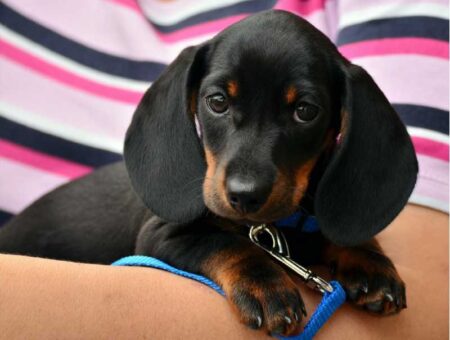 A Guide to Understanding Dog Behavior