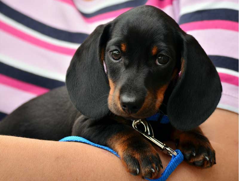 A Guide to Understanding Dog Behavior