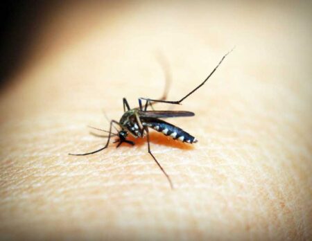 4 Ways to Keep your Children Safe from Bug Bites