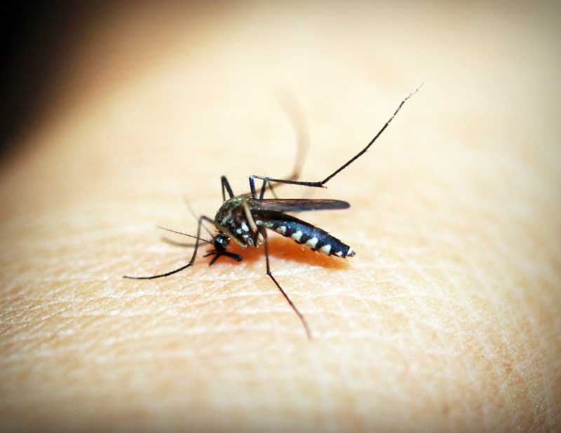 4 Ways to Keep your Children Safe from Bug Bites