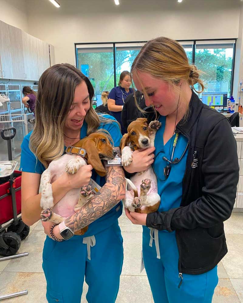 4 Things You Need to Open an Emergency Vet Clinic