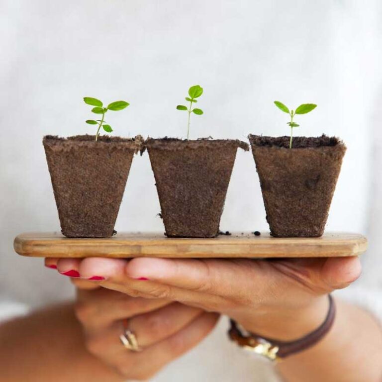Gardening Indoors vs. Gardening Outside