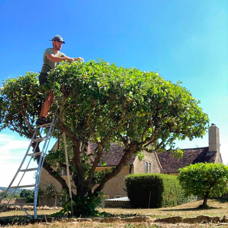 How to Prune Your Trees for Optimal Growth